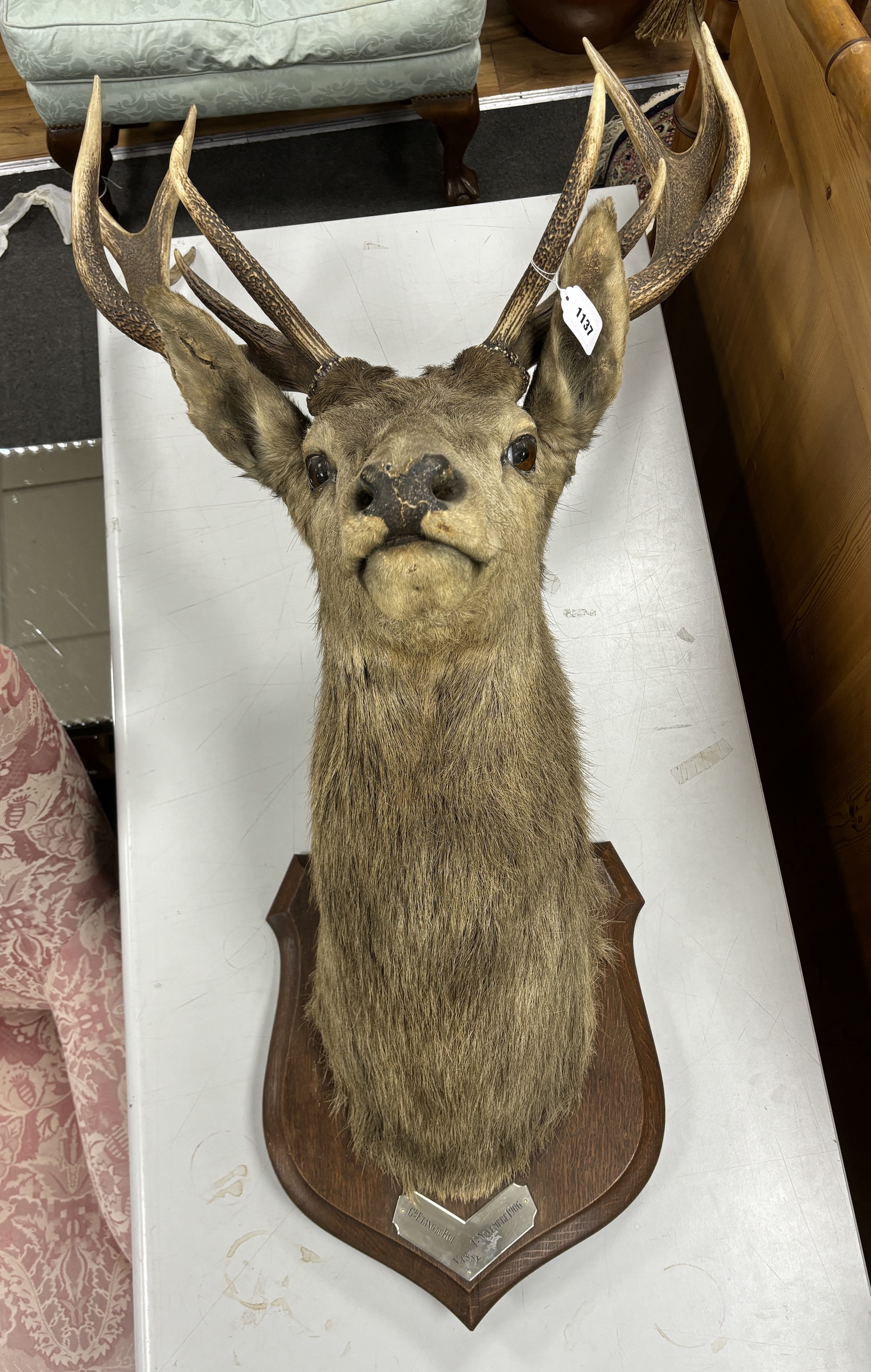 A large mounted taxidermy stag head, on white metal mounted oak shield backplate dated 1906, height 120cm
